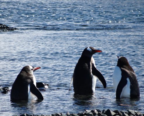 Pinguine in der Antarktis.mit Ponant unterwegs