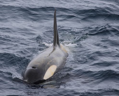 Orcas gesehen von Bord der Austral von Ponant