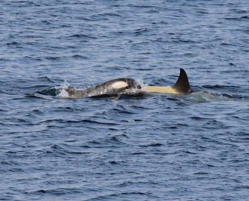 Orcas gesehen von Bord der Austral von Ponant
