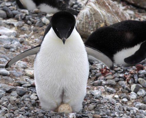 Pinguine in der Antarktis mit Ponant